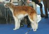 Profile picture of the animal
