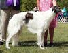 Profile picture of the animal
