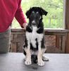 Profile picture of the animal