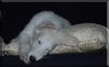 Profile picture of the animal