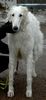 Profile picture of the animal