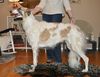 Profile picture of the animal