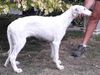 Profile picture of the animal