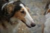 Profile picture of the animal