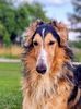 Profile picture of the animal