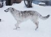 Profile picture of the animal