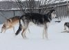 Profile picture of the animal