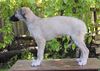 Profile picture of the animal