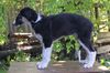 Profile picture of the animal