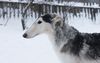 Profile picture of the animal
