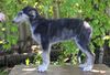 Profile picture of the animal