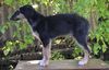 Profile picture of the animal
