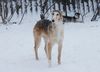 Profile picture of the animal