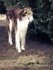 Profile picture of the animal