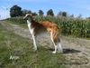 Profile picture of the animal