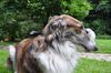 Profile picture of the animal