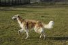 Profile picture of the animal