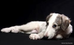 Profile picture of the animal