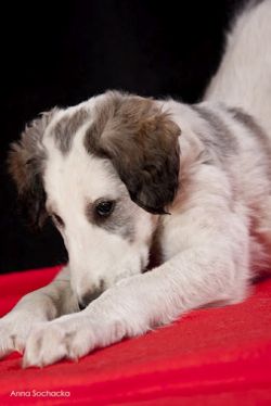 Profile picture of the animal