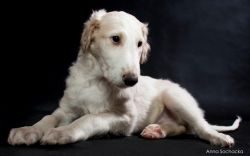 Profile picture of the animal