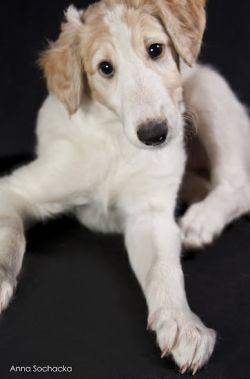 Profile picture of the animal