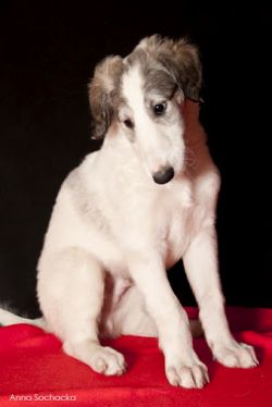 Profile picture of the animal