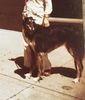 Profile picture of the animal