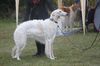 Profile picture of the animal