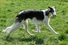 Profile picture of the animal