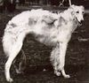 Profile picture of the animal