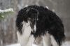 Profile picture of the animal