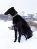 Profile picture of the animal
