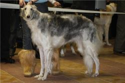 Profile picture of the animal