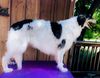 Profile picture of the animal