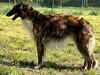 Profile picture of the animal