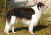 Profile picture of the animal