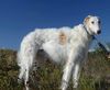 Profile picture of the animal