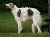 Profile picture of the animal
