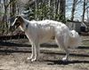 Profile picture of the animal