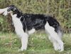 Profile picture of the animal