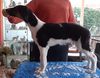 Profile picture of the animal