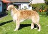 Profile picture of the animal