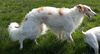 Profile picture of the animal