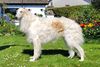 Profile picture of the animal