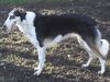 Profile picture of the animal