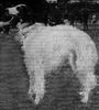 Profile picture of the animal