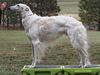 Profile picture of the animal
