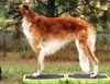 Profile picture of the animal