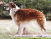 Profile picture of the animal