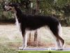 Profile picture of the animal